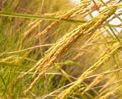 Bei der Anwendung von homöopathischen Mitteln wie, Avena Sativa, sollte immer auf die Dosierung geachtet werden