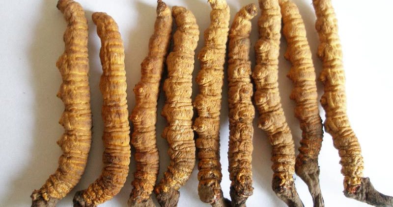 Viele Nutzer berichten von guten Cordyceps Sinensis Erfahrungen