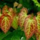 Elfenblume Erfahrungen und Test