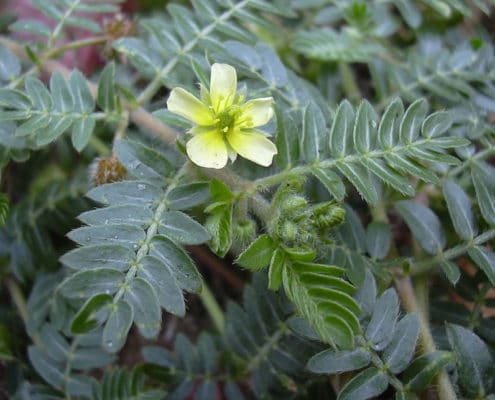 Tribulus Terrestris Erfahrungen