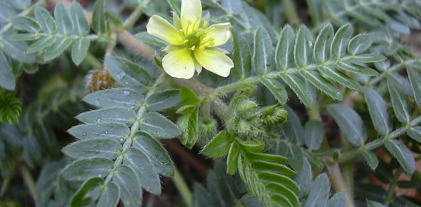 Tribulus Terrestris Erfahrungen