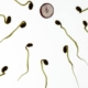 Klumpiges Sperma